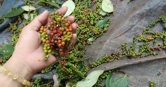 Sập bẫy lừa đảo quốc tế, một doanh nghiệp hồ tiêu mất trắng 600.000 USD