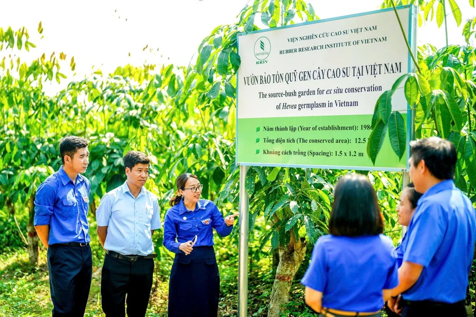 Tận thấy 'kho báu' hơn 3.800 gen cao su hiếm giữa lòng Đông Nam Bộ