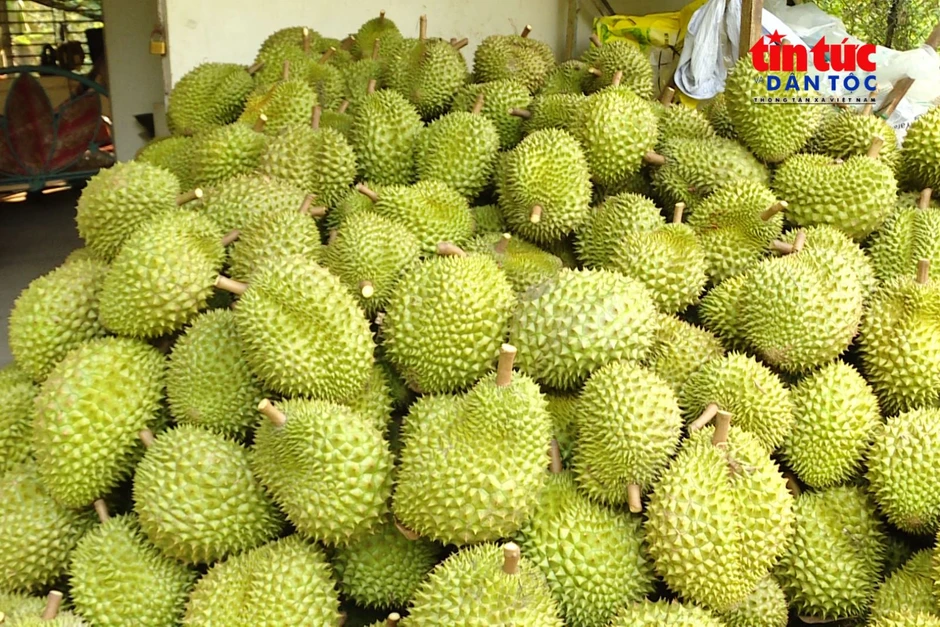 Tháo gỡ điểm nghẽn, mở đường cho xuất khẩu nông lâm thủy sản vượt 74 tỷ USD Tháo gỡ điểm nghẽn, mở đường cho xuất khẩu nông lâm thủy sản vượt 74 tỷ USD