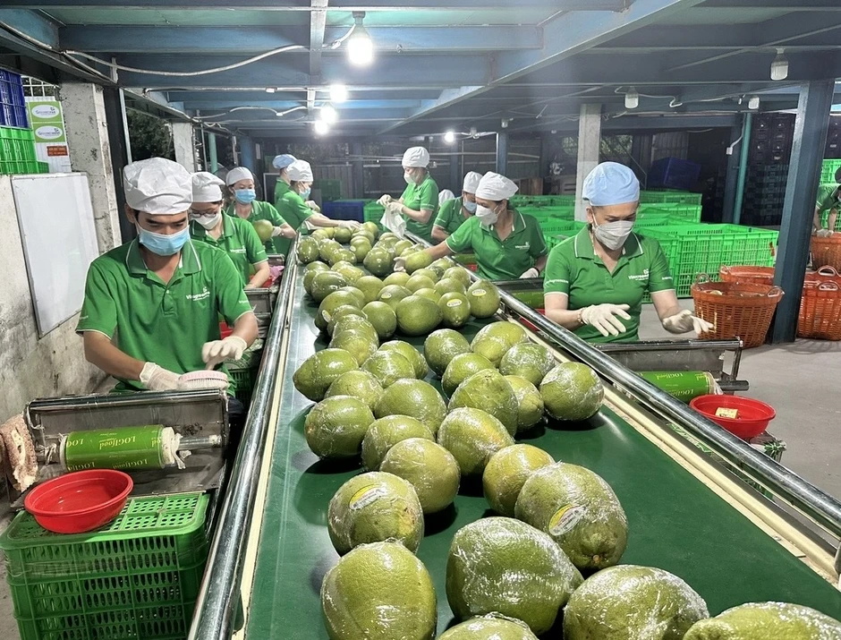 TP Hồ Chí Minh tiếp sức nông sản Việt chinh phục thị trường toàn cầu TP Hồ Chí Minh tiếp sức nông sản Việt chinh phục thị trường toàn cầu