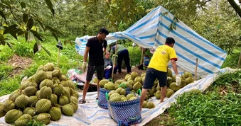 TPHCM siết quản lý mã số vùng trồng, mã số cơ sở đóng gói nông sản