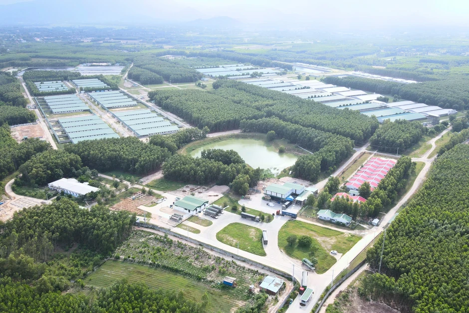 Tỷ phú Trần Bá Dương trồng chuối nhiều gấp đôi bầu Đức