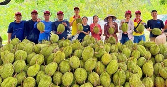 Ứng dụng mô hình Hàn Quốc "giải cứu" đất trồng sầu riêng