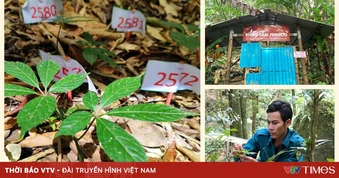 Vì sao sâm Ngọc Linh không thể trồng đại trà?