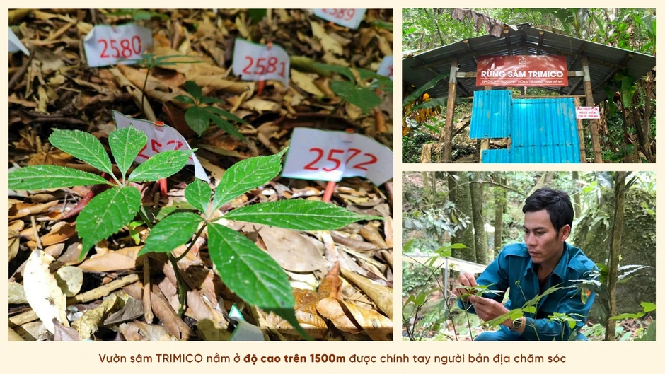 Vì sao sâm Ngọc Linh không thể trồng đại trà?