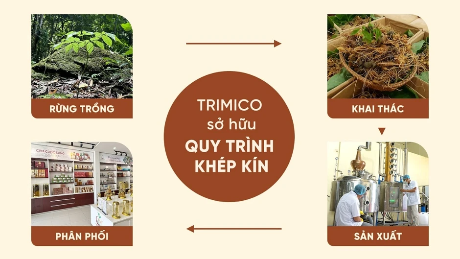 Vì sao sâm Ngọc Linh không thể trồng đại trà?