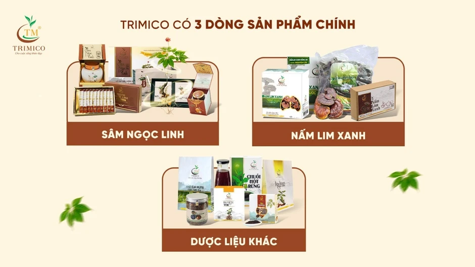 Vì sao sâm Ngọc Linh không thể trồng đại trà?