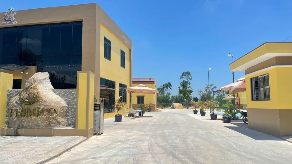 Vì sao sâm Ngọc Linh không thể trồng đại trà?