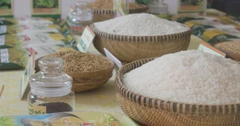 Việt Nam có thể nhập tới 3,9 triệu tấn gạo trong năm 2026, vì sao?