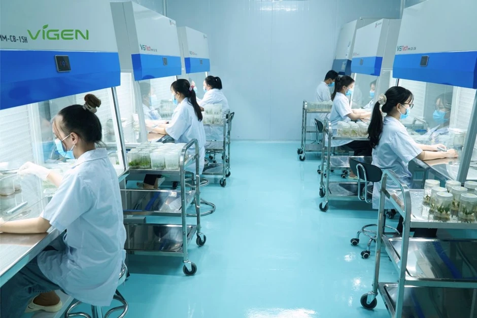 ViGen: Thiết lập "tiêu chuẩn vàng" cho ngành giống cây trồng cấy mô Việt Nam ViGen: Thiết lập "tiêu chuẩn vàng" cho ngành giống cây trồng cấy mô Việt Nam