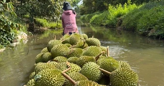 Vừa vào vụ mới, vì sao giá sầu riêng lại rớt thảm?