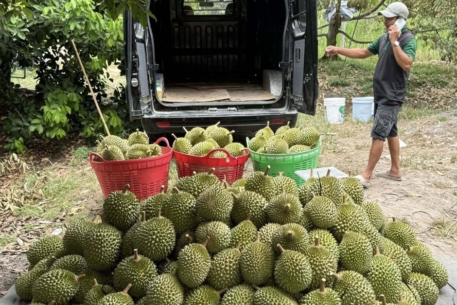 Vừa vào vụ mới, vì sao giá sầu riêng lại rớt thảm? Vừa vào vụ mới, vì sao giá sầu riêng lại rớt thảm?
