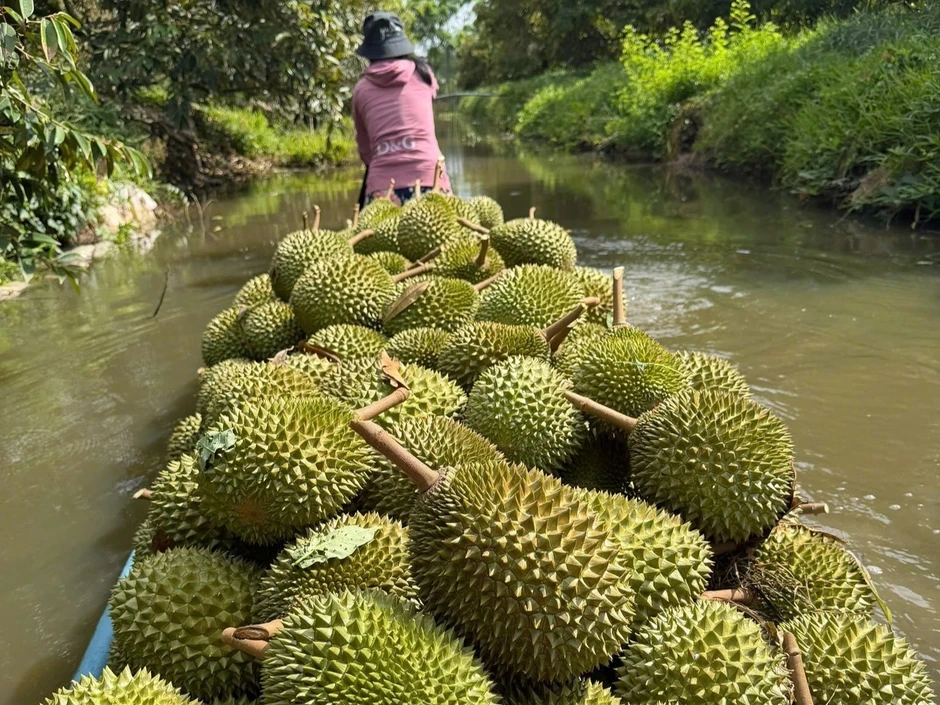 Vừa vào vụ mới, vì sao giá sầu riêng lại rớt thảm? Vừa vào vụ mới, vì sao giá sầu riêng lại rớt thảm?