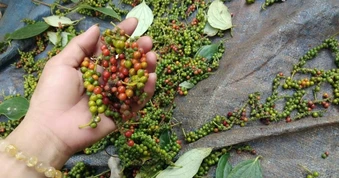 Xuất khẩu hồ tiêu tiến sát 1 tỷ USD, vì sao giá trong nước vẫn lao dốc?