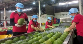 Xuất khẩu lô bưởi chính ngạch đầu tiên vào thị trường Úc