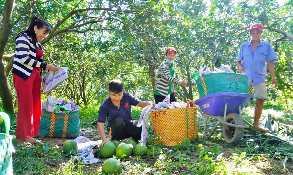 Xuất khẩu lô bưởi chính ngạch đầu tiên vào thị trường Úc Xuất khẩu lô bưởi chính ngạch đầu tiên vào thị trường Úc