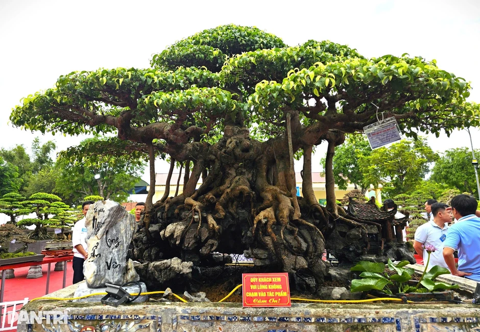 “Ngũ long ẩn vân” giá tiền tỷ tại triển lãm cây cảnh