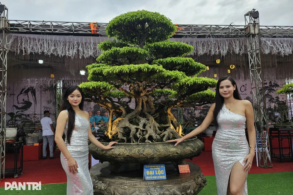 “Ngũ long ẩn vân” giá tiền tỷ tại triển lãm cây cảnh