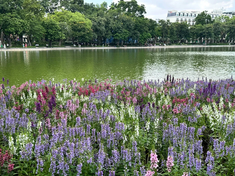 “Quyết không để các nàng thơ nhàm chán”: Hồ Gươm lại thay thảm hoa mới, Hà Nội dạo này thơ thế nhỉ! “Quyết không để các nàng thơ nhàm chán”: Hồ Gươm lại thay thảm hoa mới, Hà Nội dạo này thơ thế nhỉ!