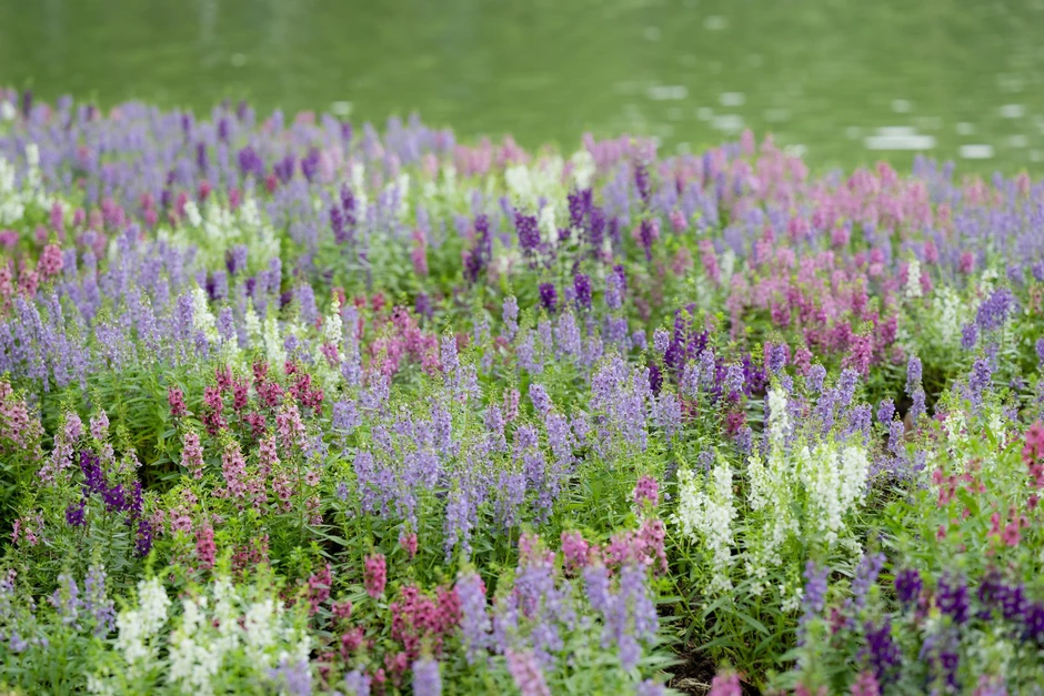 “Quyết không để các nàng thơ nhàm chán”: Hồ Gươm lại thay thảm hoa mới, Hà Nội dạo này thơ thế nhỉ! “Quyết không để các nàng thơ nhàm chán”: Hồ Gươm lại thay thảm hoa mới, Hà Nội dạo này thơ thế nhỉ!