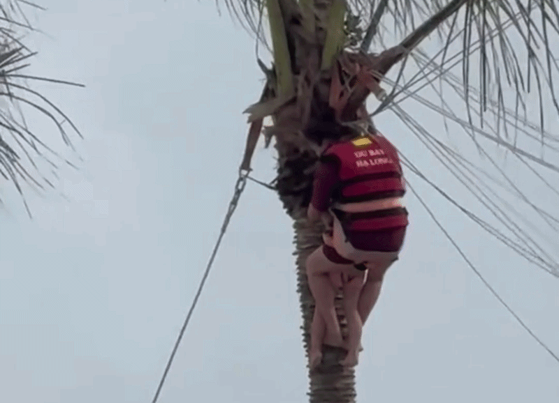 2 mẹ con treo lơ lửng trên cây dừa sau sự cố dù bay ở Hạ Long, tình trạng khi được cứu xuống ra sao? 2 mẹ con treo lơ lửng trên cây dừa sau sự cố dù bay ở Hạ Long, tình trạng khi được cứu xuống ra sao?