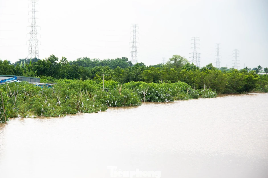 3 cây cầu 'mất dấu' trong nước lũ, người dân Hà Nội phải đi vòng 10 km để sang sông 3 cây cầu 'mất dấu' trong nước lũ, người dân Hà Nội phải đi vòng 10 km để sang sông