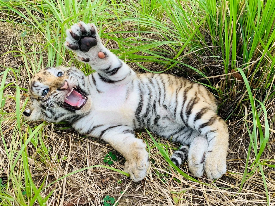3 hổ Bengal con hơn 1 tháng tuổi gây chú ý với vẻ ngoài đáng yêu 3 hổ Bengal con hơn 1 tháng tuổi gây chú ý với vẻ ngoài đáng yêu