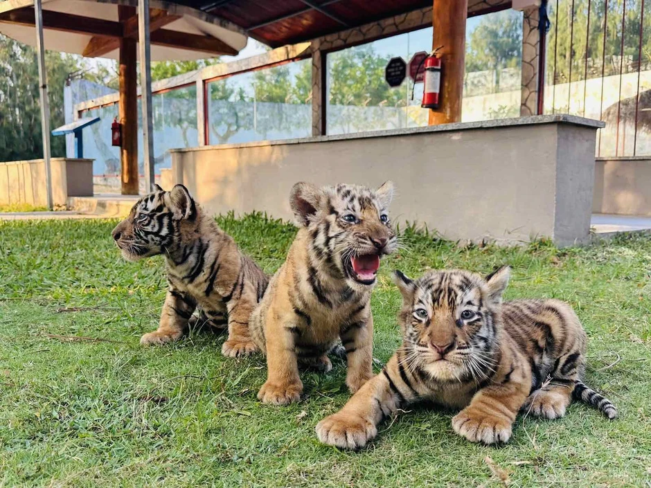 3 hổ Bengal con hơn 1 tháng tuổi gây chú ý với vẻ ngoài đáng yêu 3 hổ Bengal con hơn 1 tháng tuổi gây chú ý với vẻ ngoài đáng yêu