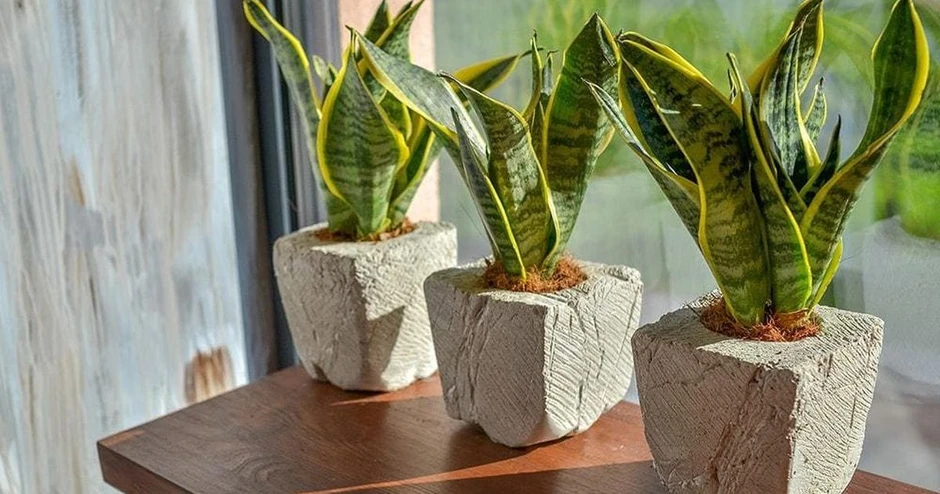 3 loại cây đặc biệt phù hợp với tuổi 40 trở lên: Biết trồng thì thể chất và tinh thần đều đi lên
