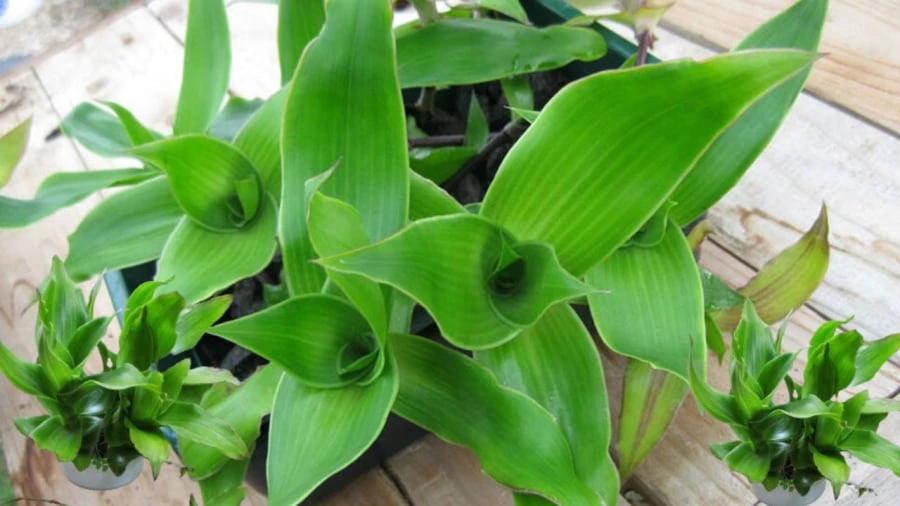 3 loại cây đặc biệt phù hợp với tuổi 40 trở lên: Biết trồng thì thể chất và tinh thần đều đi lên