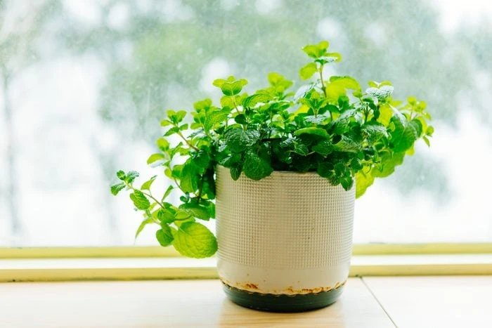 3 loại cây rất hợp với người U50: Biết trồng thì thể chất và tinh thần tốt lên trông thấy