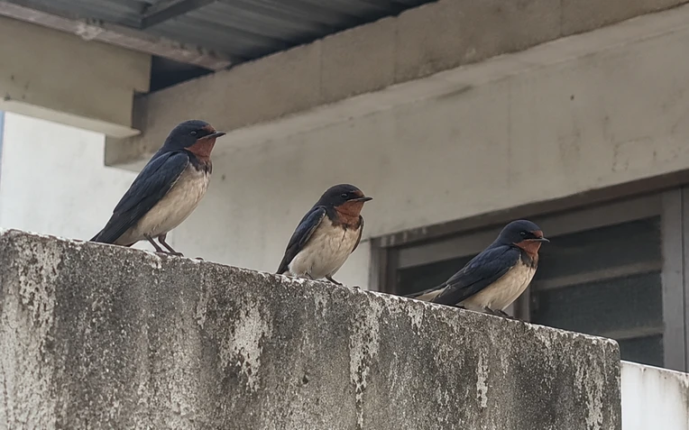 3 loài chim đến nhà báo hiệu phong thủy rất tốt 3 loài chim đến nhà báo hiệu phong thủy rất tốt