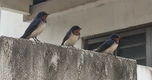 3 loài chim đến nhà báo hiệu phong thủy rất tốt