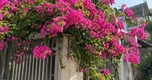 3 niềm vui, 2 khiếp sợ của cây hoa giấy