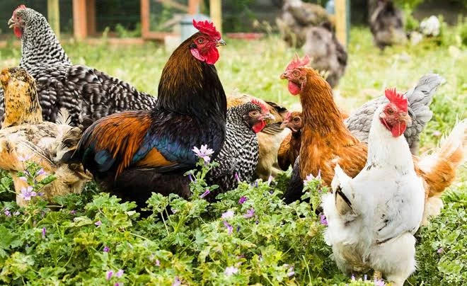 4 con giáp dễ tăng thu nhập, tích sản và mở rộng làm ăn tháng 9 âm 4 con giáp dễ tăng thu nhập, tích sản và mở rộng làm ăn tháng 9 âm
