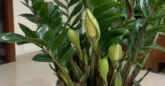4 lời khuyên hữu ích khi trồng cây kim tiền