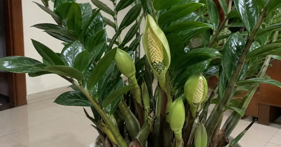 4 lời khuyên hữu ích khi trồng cây kim tiền