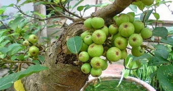 4 lý do nên trồng cây sung cho không gian sống thêm sinh động