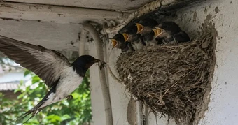 4 vật vào nhà làm tổ báo hiệu phong thủy rất tốt