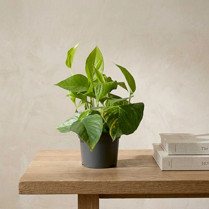 5 loại cây văn phòng giúp mắt đỡ mỏi khi nhìn màn hình máy tính 5 loại cây văn phòng giúp mắt đỡ mỏi khi nhìn màn hình máy tính