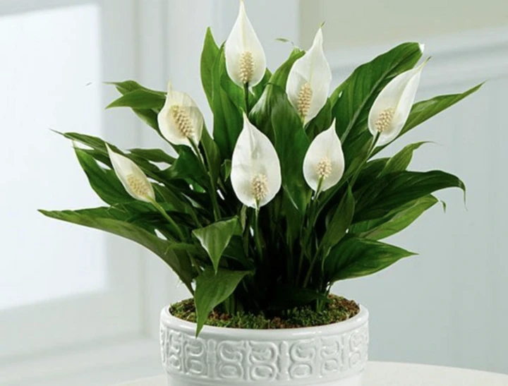 5 loại cây văn phòng giúp mắt đỡ mỏi khi nhìn màn hình máy tính 5 loại cây văn phòng giúp mắt đỡ mỏi khi nhìn màn hình máy tính