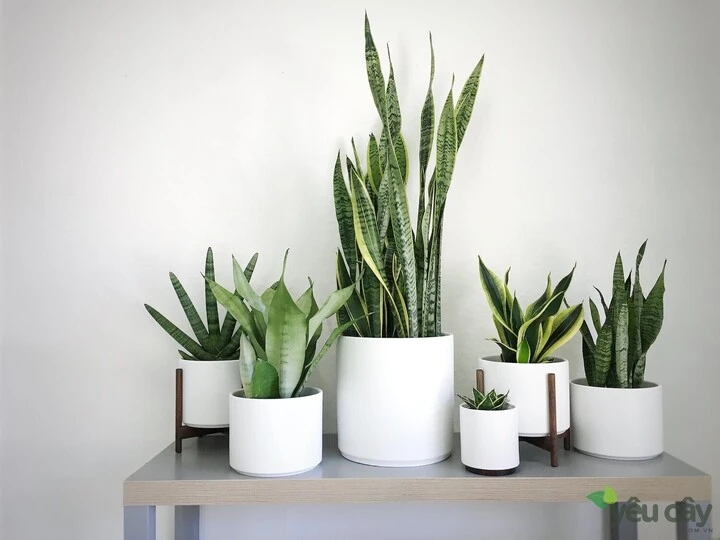 5 loại cây văn phòng giúp mắt đỡ mỏi khi nhìn màn hình máy tính 5 loại cây văn phòng giúp mắt đỡ mỏi khi nhìn màn hình máy tính