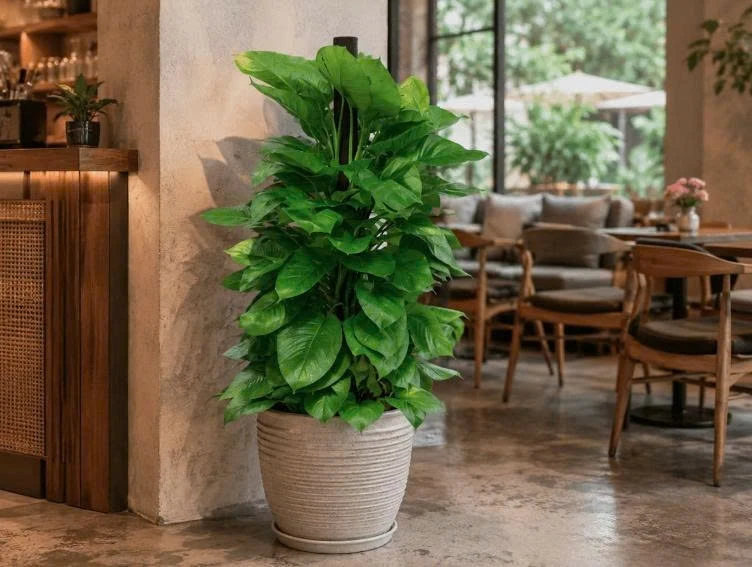 5 loại cây xuất hiện nhiều trong các quán cà phê hiện đại 5 loại cây xuất hiện nhiều trong các quán cà phê hiện đại