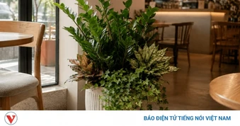 5 loại cây xuất hiện nhiều trong các quán cà phê hiện đại