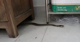 5 nơi trong nhà rắn dễ ẩn náu và cách phòng ngừa hiệu quả