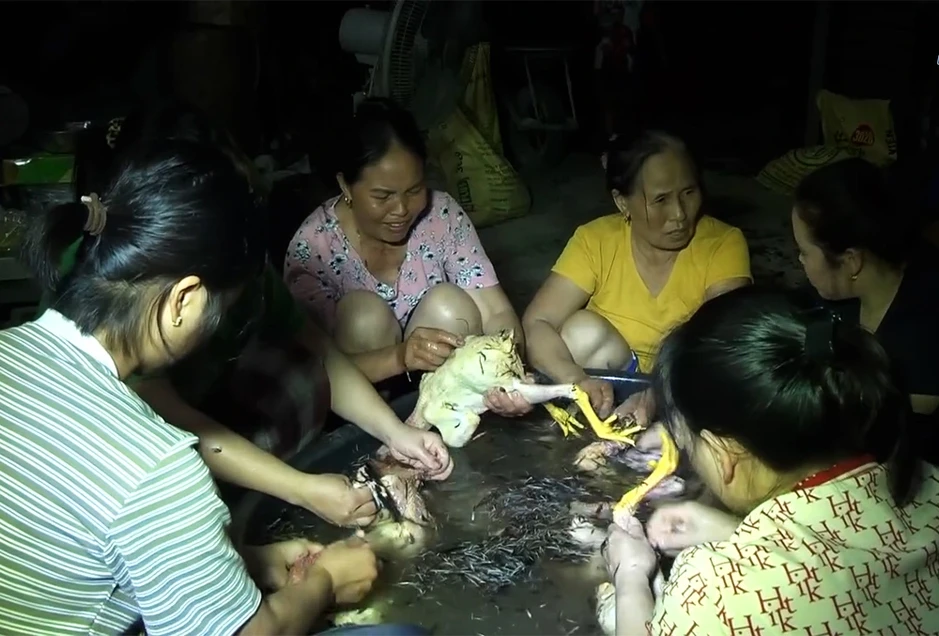 500 con gà chết ngạt, chủ trại rơi nước mắt bởi cuộc gọi gần nửa đêm 500 con gà chết ngạt, chủ trại rơi nước mắt bởi cuộc gọi gần nửa đêm