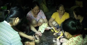500 con gà chết ngạt, chủ trại rơi nước mắt bởi cuộc gọi gần nửa đêm