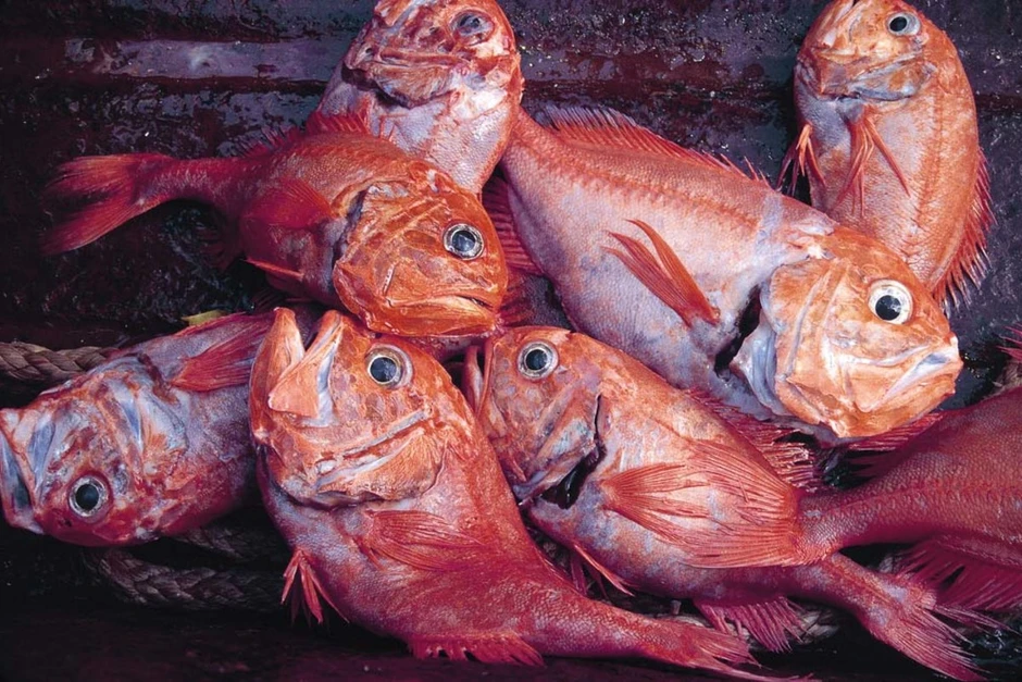 6 loại cá chứa lượng thủy ngân cao nhất 6 loại cá chứa lượng thủy ngân cao nhất