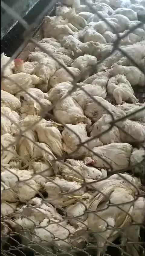 6.000 con gà chết nghi do mất điện, chủ bật khóc tìm người "giải cứu" 6.000 con gà chết nghi do mất điện, chủ bật khóc tìm người "giải cứu"