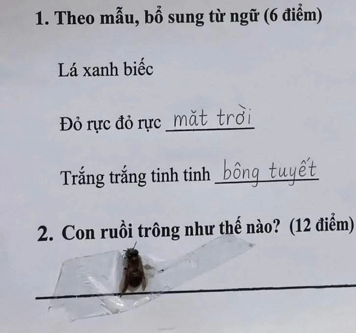 Bài văn tả con ruồi của một học sinh khiến dân tình cười vỡ bụng: Rất mất vệ sinh nhưng đúng với thực tế! Bài văn tả con ruồi của một học sinh khiến dân tình cười vỡ bụng: Rất mất vệ sinh nhưng đúng với thực tế!